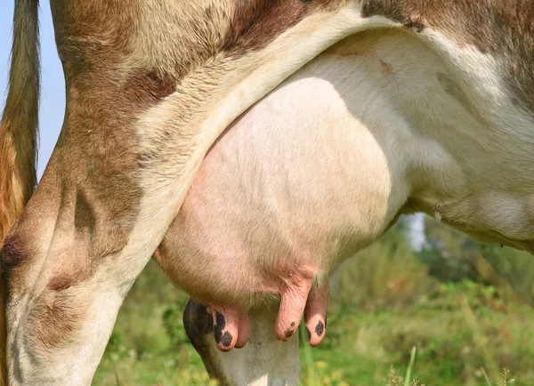 Вымя Молодой Коровы — стоковое фото
