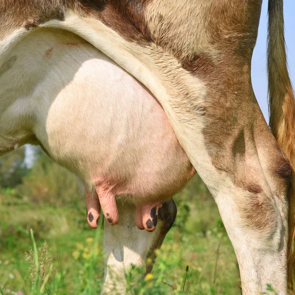 Udder Una Vaca Joven —  Fotos de Stock