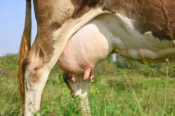 Udder Una Giovane Mucca — Foto Stock