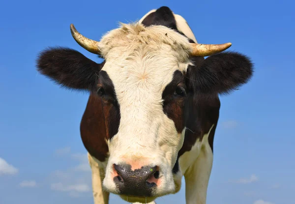 Cabeça Vaca Contra Céu — Fotografia de Stock