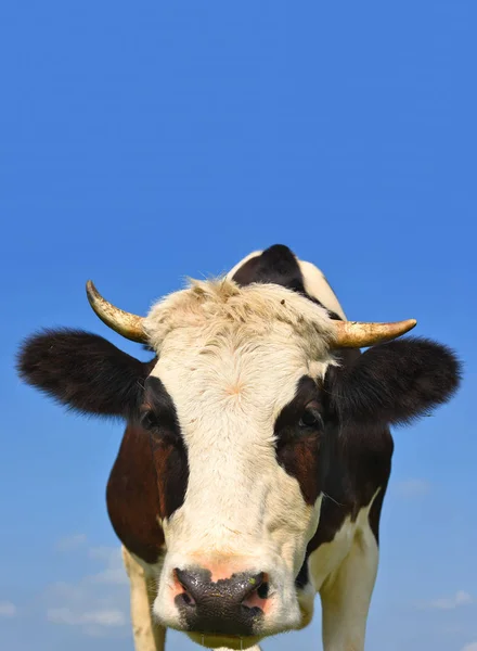 Head Cow Sky — Stock Photo, Image