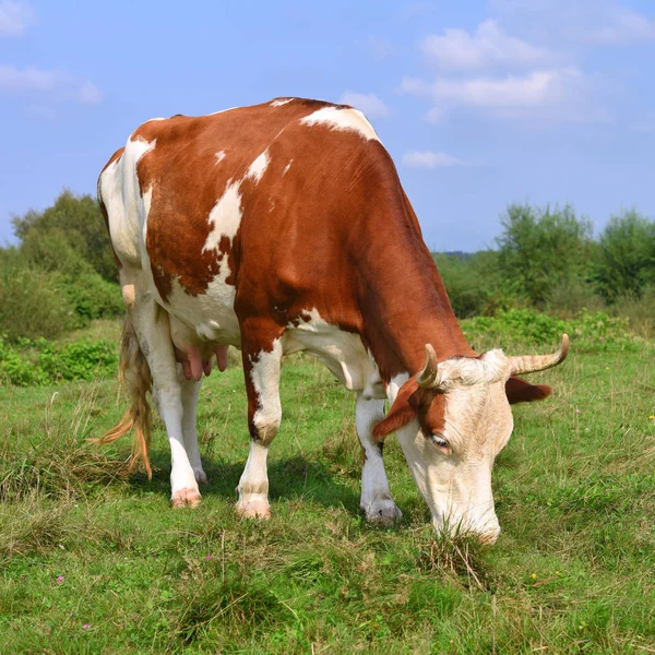 Vaca Pasto Verão — Fotografia de Stock