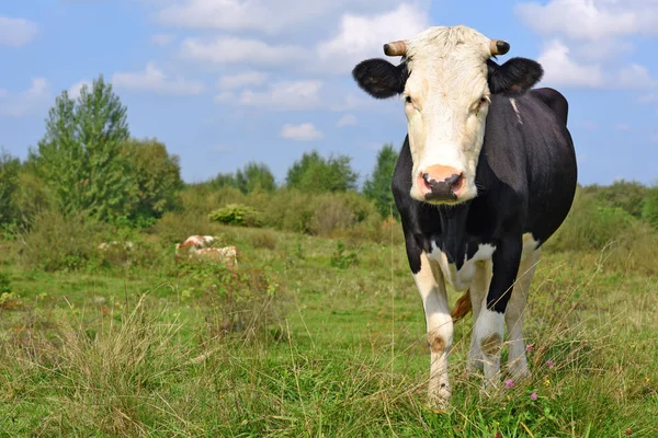 Kuh Auf Einer Sommerweide — Stockfoto