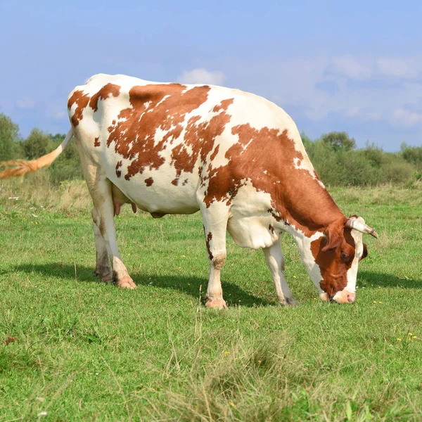 Krowa Letnim Pastwisku — Zdjęcie stockowe