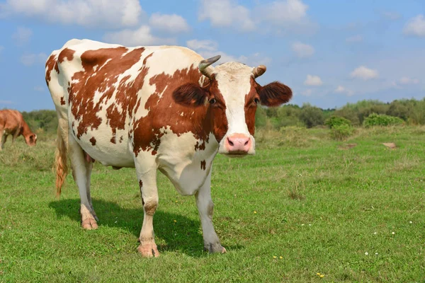 Lehmä Kesälaitumella — kuvapankkivalokuva