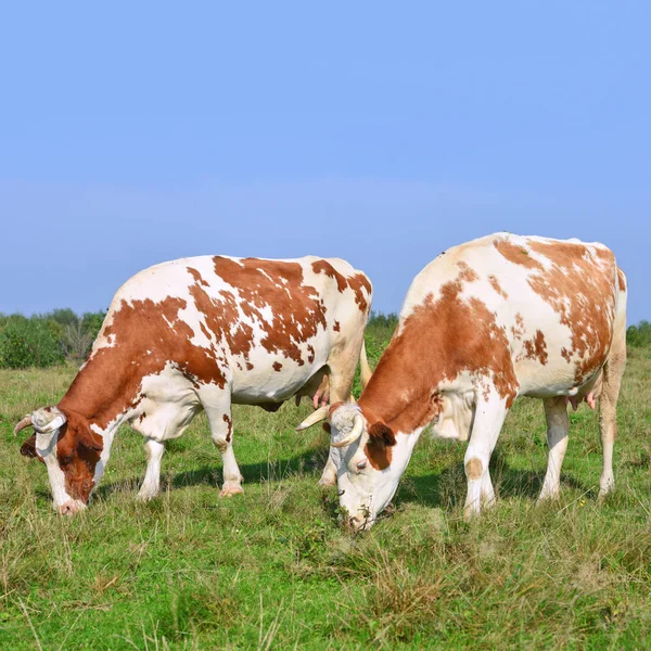 Sapi Padang Rumput Musim Panas — Stok Foto