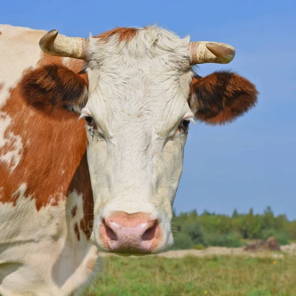 Vaca Pasto Verão — Fotografia de Stock