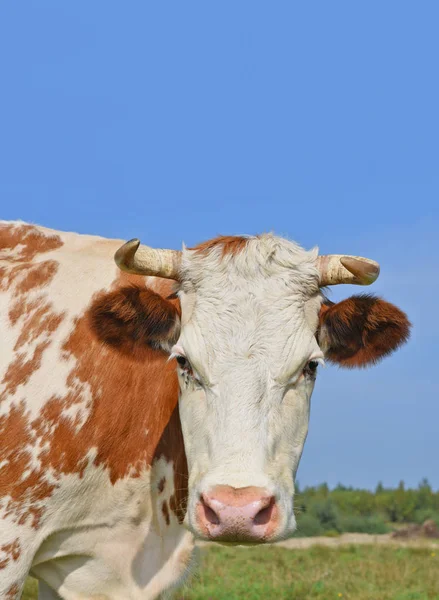 Vaca Pasto Verano — Foto de Stock
