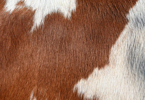一个片段的一头母牛的皮肤在背景照片上关闭 — 图库照片