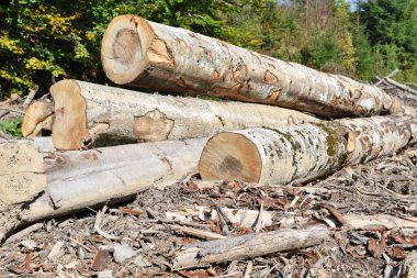 Kayın kereste sanayi fotoğrafta hasat.