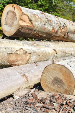 Kayın kereste sanayi fotoğrafta hasat.