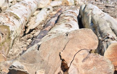 Kayın kereste sanayi fotoğrafta hasat.