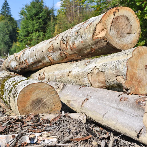 ブナの木材産業の写真で収穫 — ストック写真
