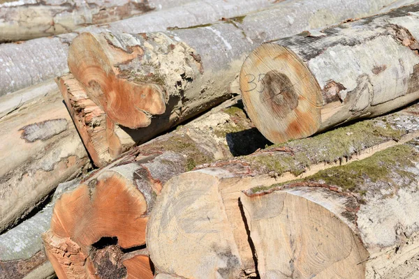 Beuken Hout Oogsten Industriële Foto — Stockfoto