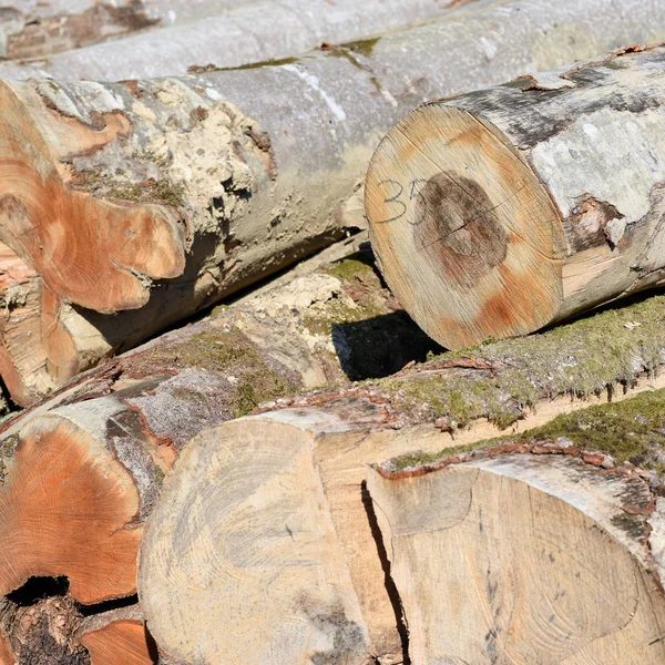 Beech Timber Harvesting Industrial Photo — Stock Photo, Image