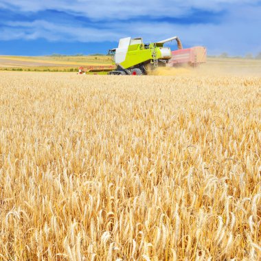 combine harvester working at wheat field, harvesting in the countryside