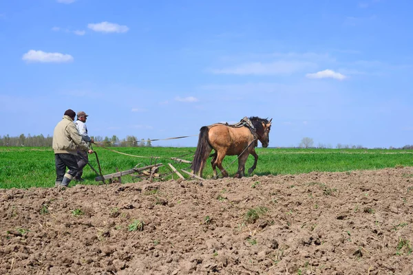 Kalush Ucrânia Setembro 2017 Fallowing Field Manual Plow Horse Drawn — Fotografia de Stock