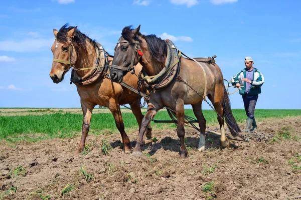 Kalush Ucrânia Setembro 2017 Fallowing Field Manual Plow Horse Drawn — Fotografia de Stock