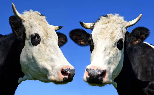 cows heads on blue sky background