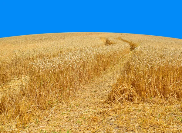 Campo Grano Paisaje Rural —  Fotos de Stock