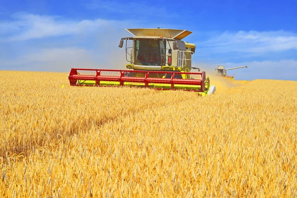 Combine Harvester Working Wheat Field Harvesting Countryside — Fotografia de Stock