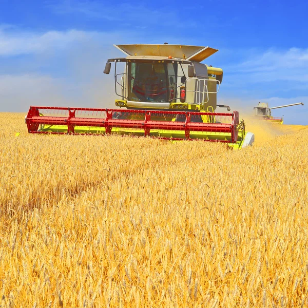 Combine Harvester Working Wheat Field Harvesting Countryside — Stock Photo, Image