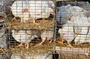 Kırsal manzara kümeste yumurtlayanlar