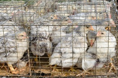 Kırsal manzara kümeste yumurtlayanlar