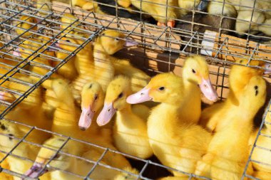 Ördekler kümeste. Yakın plan.