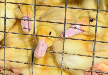 Ducklings in coop close up
