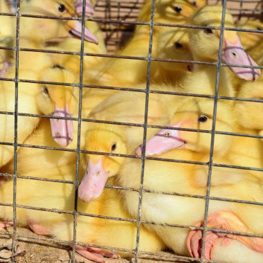 Ördekler kümeste. Yakın plan.