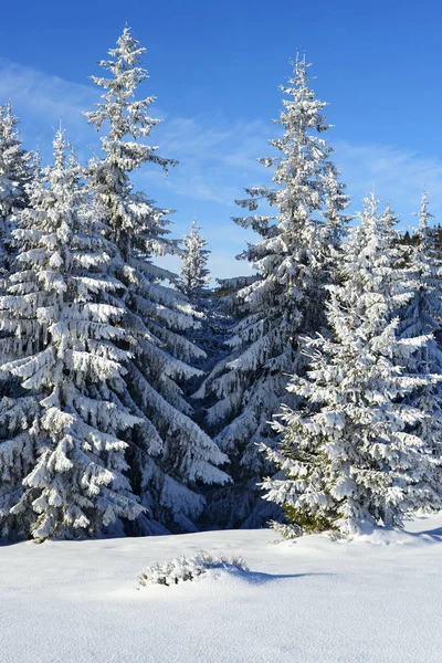 Winter Scene Beautiful Forest — Stockfoto