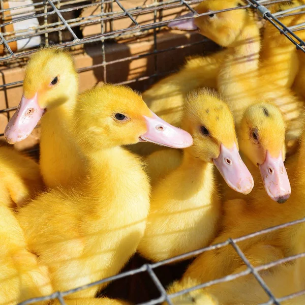 Ducklings Coop Close — Foto de Stock