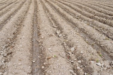 saban alanı, kırsal arkaplan