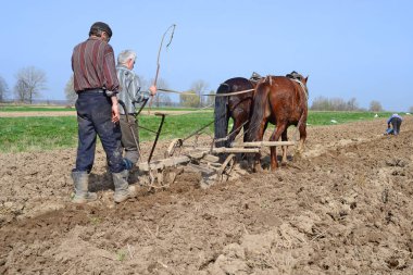 Kalush, Ukrayna 6 Nisan: patates yakınlarında kasaba Kalush, Ukrayna 6 Nisan 2016 dikim.