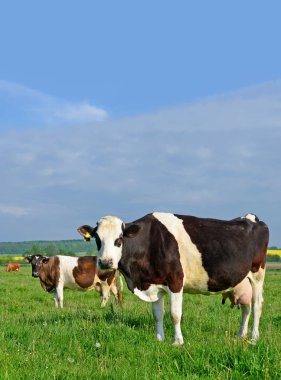Yaz otlağında inekler
