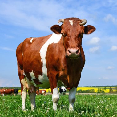 Yaz otlağında inek