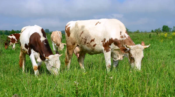 Koeien Een Zomerweide — Stockfoto
