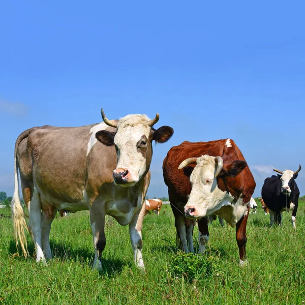 Koeien Een Zomerweide — Stockfoto