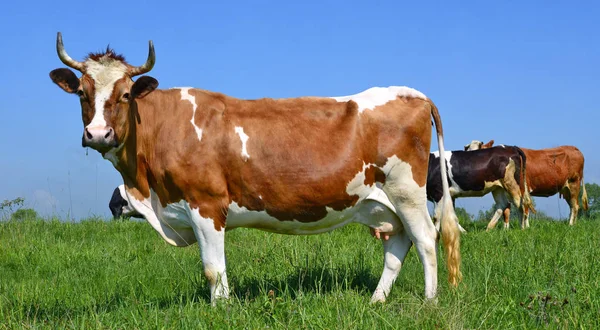 Vache Dans Pâturage Été — Photo