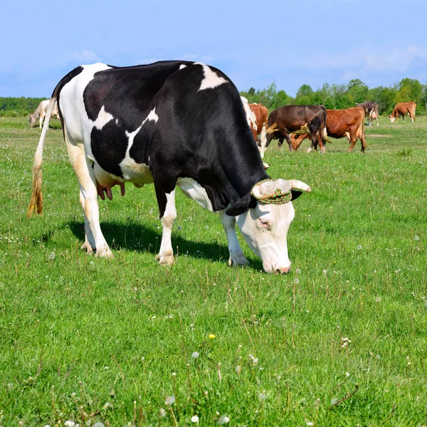 Cows Summer Rural Landscape — Stockfoto