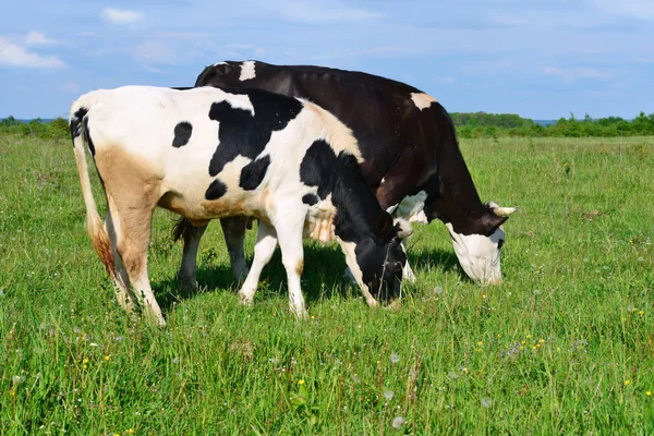 Las Vacas Pasto Verano — Foto de Stock