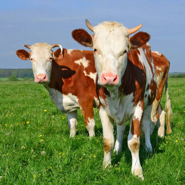 Calf Mother Summer Pasture — Stock Photo, Image