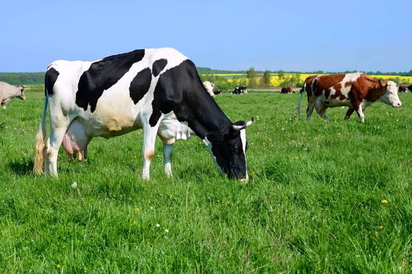 Kühe Auf Einer Sommerweide — Stockfoto