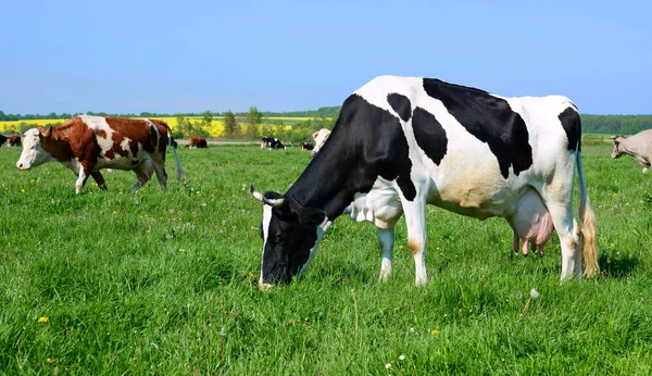 Kühe Auf Einer Sommerweide — Stockfoto