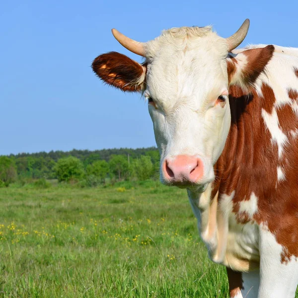 Het Kalf Een Zomer Weiland — Stockfoto