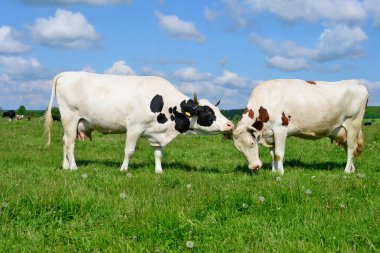 Yaz otlağında inekler