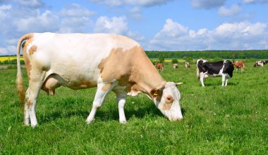 Yaz otlağında inekler