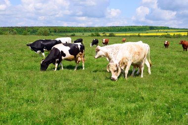 Yaz otlağında inekler