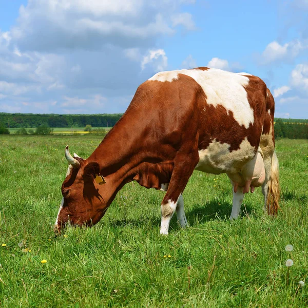 Vaca Pasto Verano — Foto de Stock